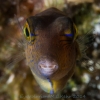 Macro em-5 cozumel 2014-79_56ca24f5053076d247d752dd492897ff.jpg